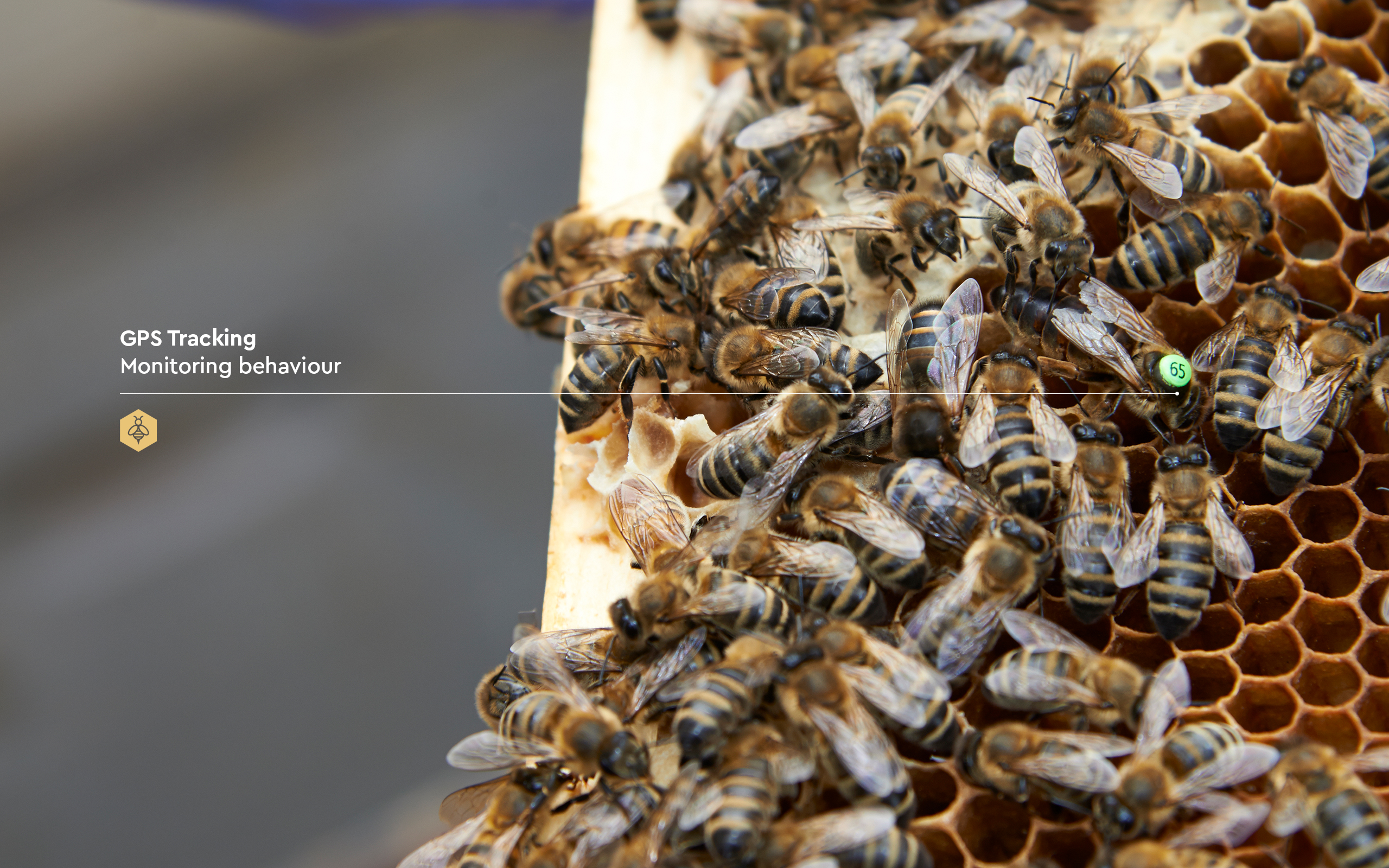 GPS Tracking on bees